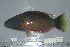 ( - UG0258)  @12 [ ] CreativeCommons - Attribution (2009) Unspecified Centre for Biodiversity Genomics
