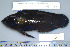  (Labrichthys unilineatus - UG0280)  @14 [ ] CreativeCommons - Attribution (2009) Unspecified Centre for Biodiversity Genomics