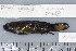  (Amblygobius - UG0284)  @14 [ ] CreativeCommons - Attribution (2009) Unspecified Centre for Biodiversity Genomics