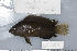  (Pseudochromis fuscus - UG0305)  @14 [ ] CreativeCommons - Attribution (2009) Unspecified Centre for Biodiversity Genomics