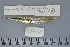  (Aeoliscus strigatus - UG0348)  @13 [ ] CreativeCommons - Attribution (2009) Unspecified Centre for Biodiversity Genomics