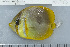  (Chaetodon aureofasciatus - UG0364)  @14 [ ] CreativeCommons - Attribution (2009) Unspecified Centre for Biodiversity Genomics