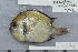  (Dascyllus reticulatus - UG0376)  @14 [ ] CreativeCommons - Attribution (2009) Unspecified Centre for Biodiversity Genomics