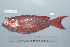  ( - UG0459)  @13 [ ] CreativeCommons - Attribution (2009) Unspecified Centre for Biodiversity Genomics