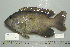  (Dischistodus perspicillatus - UG0552)  @14 [ ] CreativeCommons - Attribution (2009) Unspecified Centre for Biodiversity Genomics