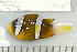  (Amphiprion akindynos - UG0569)  @15 [ ] CreativeCommons - Attribution (2009) Unspecified Centre for Biodiversity Genomics