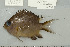  (Chromis amboinensis - UG0577)  @11 [ ] CreativeCommons - Attribution (2009) Unspecified Centre for Biodiversity Genomics