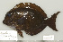  (Acanthurus nigrofuscus - UG0592)  @14 [ ] CreativeCommons - Attribution (2009) Unspecified Centre for Biodiversity Genomics