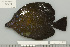  ( - UG0619)  @11 [ ] CreativeCommons - Attribution (2009) Unspecified Centre for Biodiversity Genomics