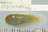  (Gobiodon cf. quinquestrigatus - UG0623)  @11 [ ] CreativeCommons - Attribution (2009) Unspecified Centre for Biodiversity Genomics