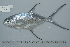  ( - UG0644)  @11 [ ] CreativeCommons - Attribution (2008) CBG Photography Group Centre for Biodiversity Genomics