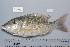  (Lethrinus obsoletus - UG0658)  @15 [ ] CreativeCommons - Attribution (2009) Unspecified Centre for Biodiversity Genomics