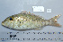  (Lethrinus ravus - UG0666)  @15 [ ] CreativeCommons - Attribution (2009) Unspecified Centre for Biodiversity Genomics