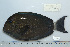  (Acanthurus blochii - UG0711)  @14 [ ] CreativeCommons - Attribution (2009) Unspecified Centre for Biodiversity Genomics