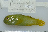  (Paragobiodon - UG0716)  @14 [ ] CreativeCommons - Attribution (2009) Unspecified Centre for Biodiversity Genomics