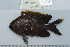  (Stegastes apicalis - UG0727)  @13 [ ] CreativeCommons - Attribution (2009) Unspecified Centre for Biodiversity Genomics