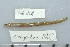  (Conger cinereus - UG0808)  @13 [ ] CreativeCommons - Attribution (2009) Unspecified Centre for Biodiversity Genomics