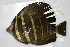  ( - UG0888)  @13 [ ] CreativeCommons - Attribution (2009) Unspecified Centre for Biodiversity Genomics
