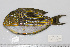  ( - UG0895)  @13 [ ] CreativeCommons - Attribution (2009) Unspecified Centre for Biodiversity Genomics