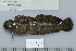  (Istiblennius - UG0941)  @14 [ ] CreativeCommons - Attribution (2009) Unspecified Centre for Biodiversity Genomics