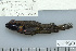  ( - UG0950)  @12 [ ] CreativeCommons - Attribution (2009) Unspecified Centre for Biodiversity Genomics