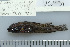  ( - UG0951)  @13 [ ] CreativeCommons - Attribution (2009) Unspecified Centre for Biodiversity Genomics