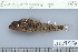  ( - UG0952)  @13 [ ] CreativeCommons - Attribution (2009) Unspecified Centre for Biodiversity Genomics