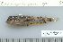  ( - UG0954)  @13 [ ] CreativeCommons - Attribution (2009) Unspecified Centre for Biodiversity Genomics