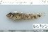  ( - UG0955)  @13 [ ] CreativeCommons - Attribution (2009) Unspecified Centre for Biodiversity Genomics