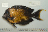  (Acanthurus pyroferus - UG0998)  @15 [ ] CreativeCommons - Attribution (2009) Unspecified Centre for Biodiversity Genomics