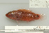  (Cirrhilabrus punctatus - UG1028)  @14 [ ] CreativeCommons - Attribution (2009) Unspecified Centre for Biodiversity Genomics