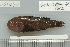 (Gobiodon quinquestrigatus - UG1047)  @14 [ ] CreativeCommons - Attribution (2009) Unspecified Centre for Biodiversity Genomics