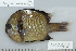  ( - UG1068)  @14 [ ] CreativeCommons - Attribution (2009) Unspecified Centre for Biodiversity Genomics
