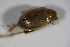  (Longitarsus exsoletus - GBOL_Col_FK_4560)  @13 [ ] CreativeCommons - Attribution Non-Commercial Share-Alike (2015) Unspecified SNSB, Zoologische Staatssammlung Muenchen