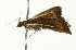  ( - SNS10IL-00959)  @12 [ ] CreativeCommons - Attribution (2011) CBG Photography Group Centre for Biodiversity Genomics