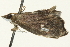  ( - SNS10IL-01007)  @12 [ ] CreativeCommons - Attribution (2011) CBG Photography Group Centre for Biodiversity Genomics