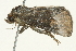  ( - SNS10IL-01016)  @12 [ ] CreativeCommons - Attribution (2011) CBG Photography Group Centre for Biodiversity Genomics