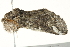  ( - SNS10IL-01051)  @12 [ ] CreativeCommons - Attribution (2011) CBG Photography Group Centre for Biodiversity Genomics