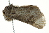  ( - SNS10IL-00102)  @12 [ ] CreativeCommons - Attribution (2011) CBG Photography Group Centre for Biodiversity Genomics