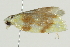  ( - SNS10IL-00242)  @12 [ ] CreativeCommons - Attribution (2011) CBG Photography Group Centre for Biodiversity Genomics
