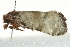  ( - SNS10IL-00305)  @13 [ ] CreativeCommons - Attribution (2011) CBG Photography Group Centre for Biodiversity Genomics