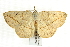  ( - SNS10IL-00313)  @13 [ ] CreativeCommons - Attribution (2011) CBG Photography Group Centre for Biodiversity Genomics