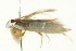  ( - SNS10IL-00355)  @13 [ ] CreativeCommons - Attribution (2011) CBG Photography Group Centre for Biodiversity Genomics