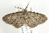  ( - SNS10IL-00494)  @13 [ ] CreativeCommons - Attribution (2011) CBG Photography Group Centre for Biodiversity Genomics