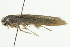  ( - SNS10IL-00499)  @12 [ ] CreativeCommons - Attribution (2011) CBG Photography Group Centre for Biodiversity Genomics