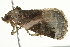 ( - SNS10IL-00514)  @12 [ ] CreativeCommons - Attribution (2011) CBG Photography Group Centre for Biodiversity Genomics