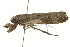  ( - SNS10IL-00635)  @12 [ ] CreativeCommons - Attribution (2011) CBG Photography Group Centre for Biodiversity Genomics