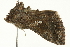  ( - SNS10IL-00724)  @13 [ ] CreativeCommons - Attribution (2011) CBG Photography Group Centre for Biodiversity Genomics