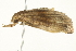 ( - SNS10IL-00821)  @13 [ ] CreativeCommons - Attribution (2011) CBG Photography Group Centre for Biodiversity Genomics