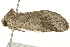 ( - SNS10IL-00884)  @12 [ ] CreativeCommons - Attribution (2011) CBG Photography Group Centre for Biodiversity Genomics